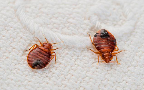 Herbal pest control for bed bugs in thane